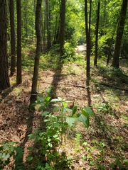 Cyperus retrofractus