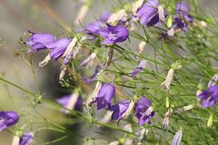 Campanula carnica