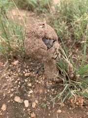 Agaricus deserticola
