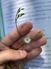 Stellaria ciliatosepala