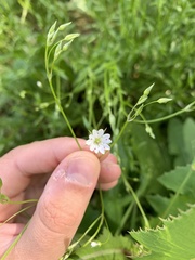 Stellaria ciliatosepala