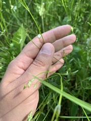 Stellaria ciliatosepala