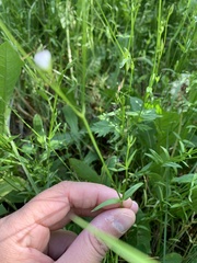 Stellaria ciliatosepala