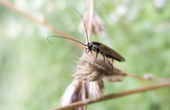 Ectobius erythronotus