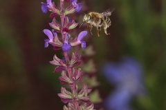 Anthophora