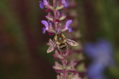 Anthophora