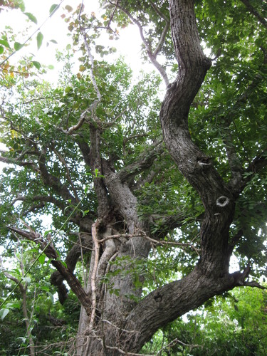 Jamaican dogwood