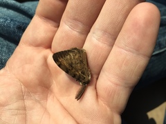 Lymantria dispar dispar