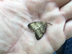 Lymantria dispar dispar