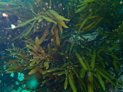 Anthophycus longifolius