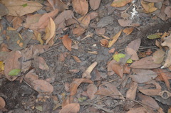 Dendrohyrax interfluvialis