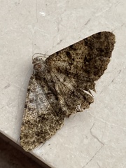 Racotis