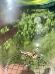 Pholidoptera griseoaptera