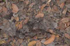Dendrohyrax interfluvialis