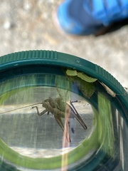 Pholidoptera griseoaptera