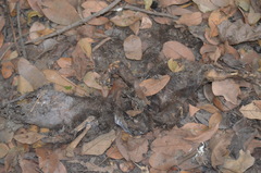 Dendrohyrax interfluvialis