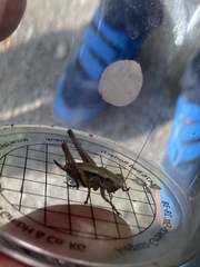 Pholidoptera griseoaptera