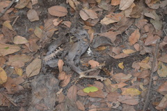Dendrohyrax interfluvialis