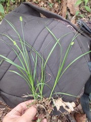 Carex cephalophora