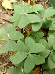 Oxalis intermedia