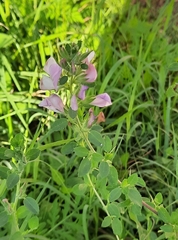Ononis spinosa hircina