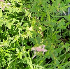 Ononis spinosa hircina