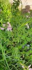 Ononis spinosa hircina