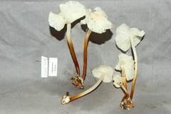 Marasmius congregatus