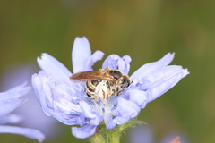 Halictus scabiosae