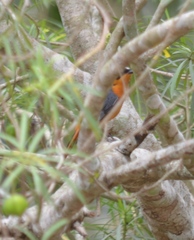 Cossypha niveicapilla