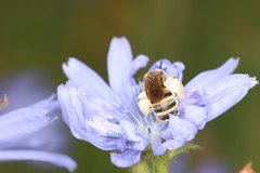 Halictus scabiosae