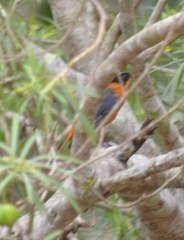 Cossypha niveicapilla