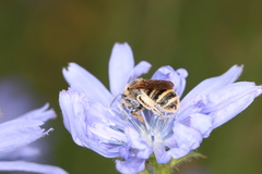 Halictus scabiosae