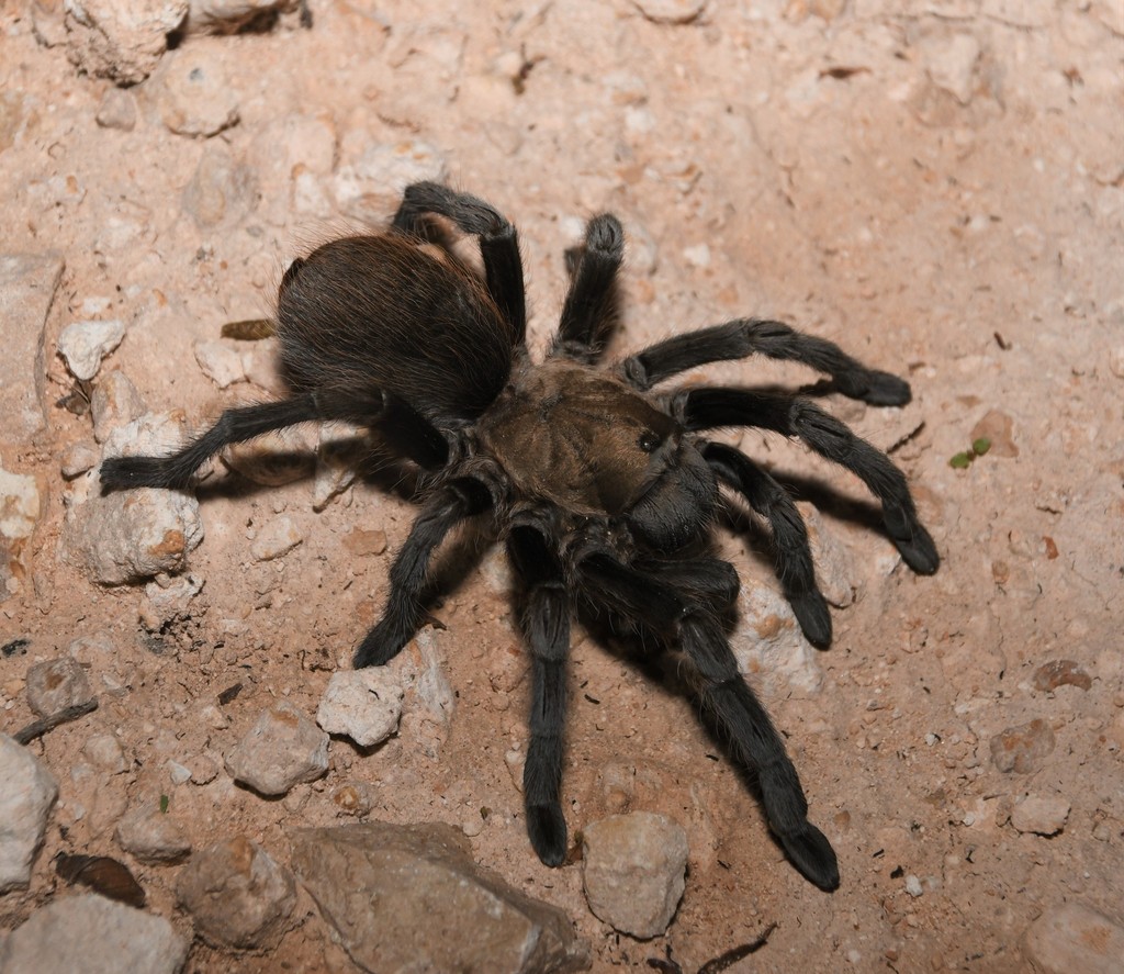 Texas Black Spot Tarantula from Lubbock County, TX, USA on July 5, 2021 ...