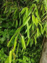 Phyllostachys nigra
