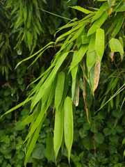 Phyllostachys nigra
