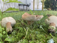 Tylopilus badiceps