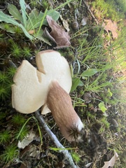 Tylopilus badiceps