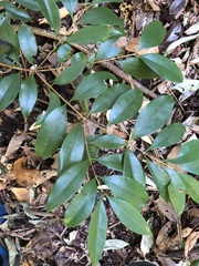 Eugenia candolleana