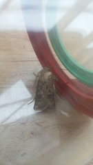 Agrotis clavis