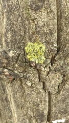 Xanthoria parietina