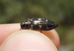 Chrysobothris solieri