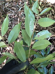 Eugenia candolleana