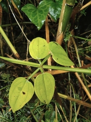 Rubia cordifolia
