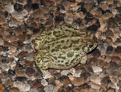 Anaxyrus cognatus