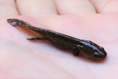 Ambystoma maculatum