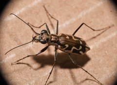 Ellipsoptera sperata