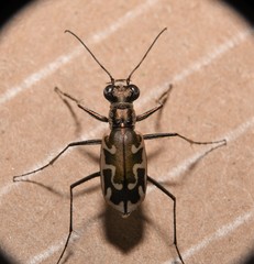 Ellipsoptera sperata