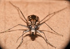 Ellipsoptera sperata