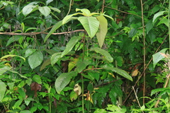 Ficus heteromorpha